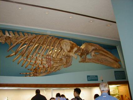 Whale skeleton (pan 2)<br>Location: <a href="https://www.google.com/maps/search/?api=1&query=38.89096,-77.02601" target="_new">Smithsonian National Museum of Natural History</a>